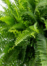 Load image into Gallery viewer, Boston Fern Hanging Basket
