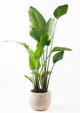 Load image into Gallery viewer, White Bird of Paradise