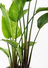 Load image into Gallery viewer, White Bird of Paradise