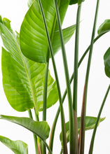 Load image into Gallery viewer, White Bird of Paradise