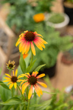 Load image into Gallery viewer, Echinacea 'Fiery Meadow Mama'