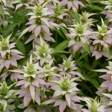Load image into Gallery viewer, Monarda punctata