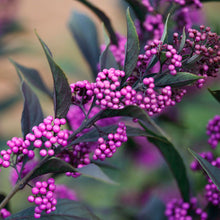 Load image into Gallery viewer, Callicarpa Pearl Glam®