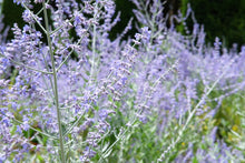 Load image into Gallery viewer, Perovskia atriplicifolia (Russian Sage)