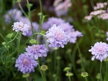 Load image into Gallery viewer, Scabiosa 'Flutter™ Deep Blue'