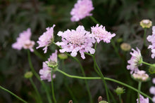 Load image into Gallery viewer, Scabiosa 'Flutter™ Rose Pink'