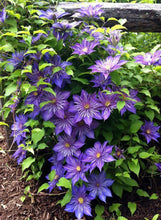 Load image into Gallery viewer, Clematis 'Crystal Fountain'