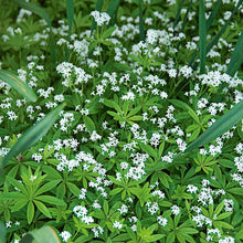 Load image into Gallery viewer, Galium odoratum