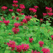 Load image into Gallery viewer, Monarda 'Raspberry Wine'