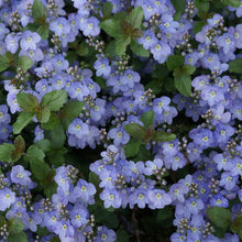 Load image into Gallery viewer, Veronica 'Waterperry Blue'