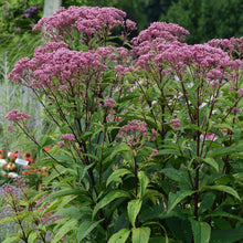 Load image into Gallery viewer, Eupatorium 'Baby Joe'