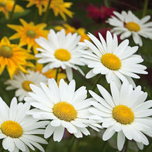 Load image into Gallery viewer, Leucanthemum 'Becky'