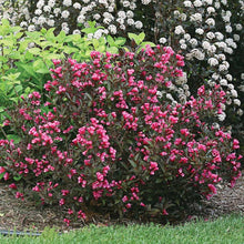 Load image into Gallery viewer, Weigela 'Wine & Roses'