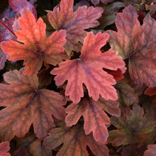 Load image into Gallery viewer, Heucherella 'Sweet Tea'