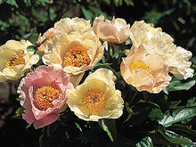 Load image into Gallery viewer, Peony 'Silver Dawn Mix'
