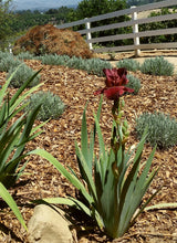 Load image into Gallery viewer, German Iris 'Bernice's Legacy'