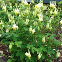 Load image into Gallery viewer, Aquilegia 'Corbett'