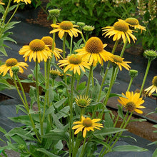 Load image into Gallery viewer, Echinacea 'KISMET® Yellow'