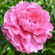 Load image into Gallery viewer, Peony 'Dr. Alexander Fleming'