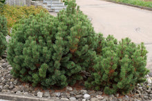 Load image into Gallery viewer, Mugo Pine