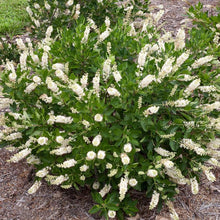 Load image into Gallery viewer, Clethra 'Vanilla Spice'