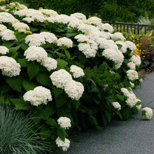 Load image into Gallery viewer, Hydrangea 'Annabelle'