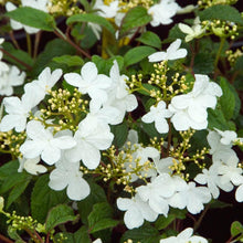 Load image into Gallery viewer, Viburnum 'Snowflake'