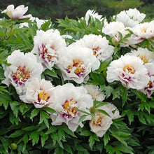 Load image into Gallery viewer, Peony 'Itoh Cora Louise'