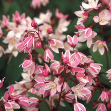 Load image into Gallery viewer, Deutzia 'Yuki Cherry Blossom'