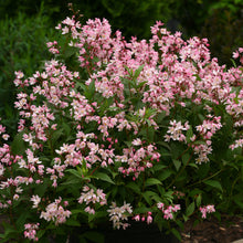 Load image into Gallery viewer, Deutzia 'Yuki Cherry Blossom'