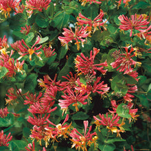 Load image into Gallery viewer, Lonicera 'Gold Flame'