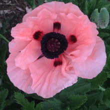 Load image into Gallery viewer, Papaver (Poppy) 'Queen Alexandra'