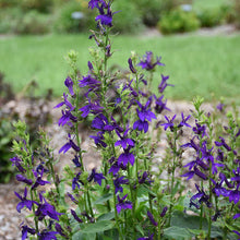 Load image into Gallery viewer, Lobelia 'Starship Blue'