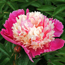 Load image into Gallery viewer, Peony 'Cora Stubbs'