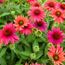 Load image into Gallery viewer, Echinacea Sombrero® 'Tres Amigos'