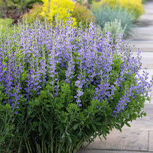 Load image into Gallery viewer, Baptisia australis