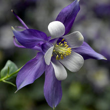 Load image into Gallery viewer, Aquilegia KIRIGAMI™ Deep Blue & White