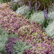 Load image into Gallery viewer, Ajuga 'Princess Nadia'