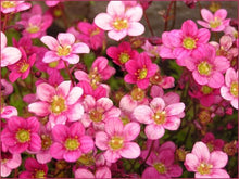 Load image into Gallery viewer, Saxifraga Touran™ 'Pink'