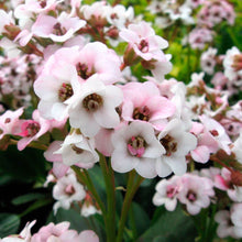 Load image into Gallery viewer, Bergenia DRAGONFLY™ 'Angel Kiss'