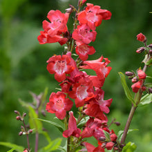 Load image into Gallery viewer, Penstemon 'Pristine Scarlet'