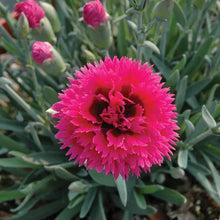 Load image into Gallery viewer, Dianthus 'Starlette'