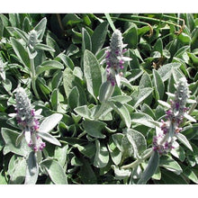 Load image into Gallery viewer, Lamb's Ears - Stachys 'Fuzzy Wuzzy'