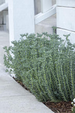 Load image into Gallery viewer, Sedum 'Blue Spruce'