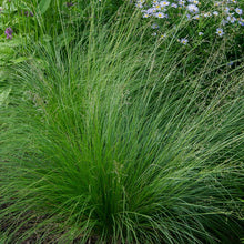 Load image into Gallery viewer, Sporobolus heterolepis - Prairie Drop Seed