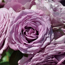 Load image into Gallery viewer, Climbing Rose - Quicksilver Arborose