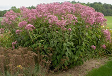 Load image into Gallery viewer, Eupatorium 'Gateway' (Joe Pye Weed)