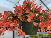 Load image into Gallery viewer, Begonia 'Waterfalls Angel Soft Orange'