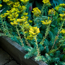 Load image into Gallery viewer, Sedum 'Blue Spruce'