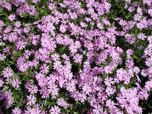 Load image into Gallery viewer, Phlox 'Fort Hill'